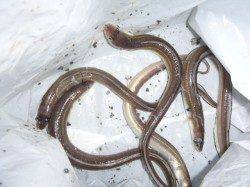 アナゴ釣れてます♪兵庫突堤　夜のＲＴ