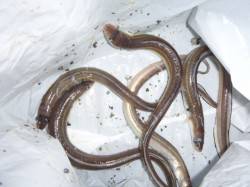 アナゴ釣れてます♪兵庫突堤　夜のＲＴ