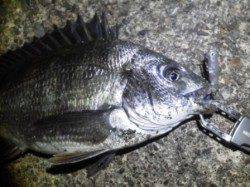 泉南サーフでライトタックルゲーム♪