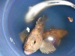 夜の兵突楽しい楽しい釣り！