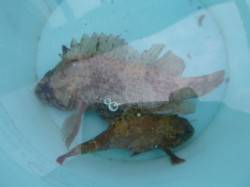 空港ＲＴ、○○メバルにつきまして