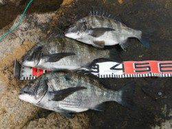 【オキアミフカセでチヌ祭り!!】南芦屋浜