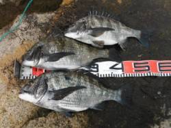 【オキアミフカセでチヌ祭り！！】南芦屋浜