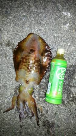 串本港 エギングでアオリ＆アカイカ等 周り…