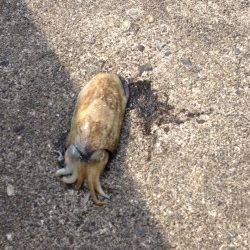 串本港でエギング、モンゴイカの釣果☆