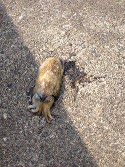 串本港でエギング、モンゴイカの釣果☆