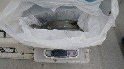 白浜椿地磯 ボトム狙いのエギングでアオリイカゲット