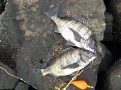 【あゆみ橋でチヌ３枚！オキアミフカセです】…