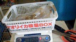 ヤエンでアオリイカ1.7kg☆みなべ堺漁港にて