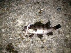 ランガンしながらメバリング、アジュール舞子〜垂水漁港