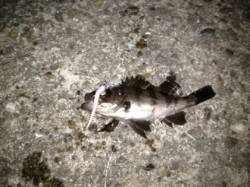 ランガンしながらメバリング、アジュール舞子…