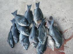 出雲 フカセ釣りでグレ12枚＆カワハギ6枚…