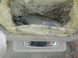 すさみ港 ヤエンのアオリイカが好調