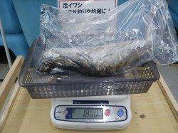 すさみの地磯 ヤエンでアオリイカ5ハイで6.47kg