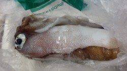 天神崎、風が強くアタリが少ない中でヤエンでキロアップ ↑