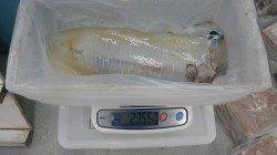 すさみ町江住 ヤエン＆ウキ釣りでアオリイカ2.3kg