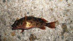 本荘人工島で胴突き【いい陽気の釣り日和でした】