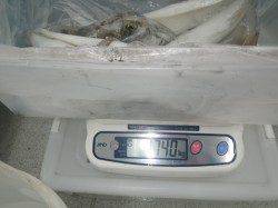 アオリイカ1740g！！椿でヤエン