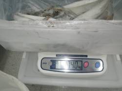 アオリイカ1740g！！椿でヤエン