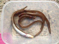 淡路島でチョイ投げでアナゴの釣果☆