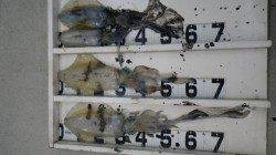 すさみの堤防 エギングでアオリイカ4ハイで合計約4kg