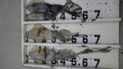 すさみの堤防 エギングでアオリイカ4ハイで…