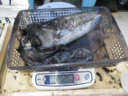 すさみ　ヤエンのアオリイカは2キロオーバー！