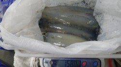 白浜町見草 エギングでアオリイカ3バイ