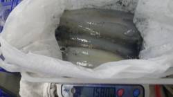 白浜町見草 エギングでアオリイカ3バイ