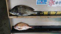 天神崎 フカセでマダイ＆チヌ