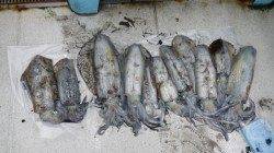 周参見地磯でヤエン釣りでアオリイカ