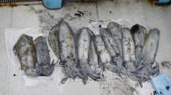 周参見地磯でヤエン釣りでアオリイカ