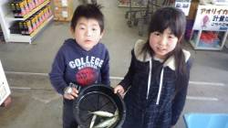 芳養の堤防 サビキでアジ＆イワシの釣果アリ…