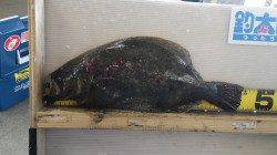 田辺の天神崎にて泳がせ釣り、45cmのヒラメＧＥＴ！