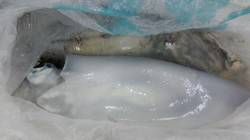 白浜椿地磯 ヤエンでアオリイカの釣果