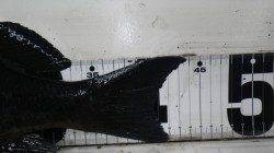 椿でメタボグレ４４ｃｍ♪