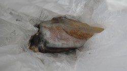 田辺　元島堤防でアオリイカの釣果