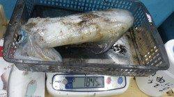 須江でヤエン、～1.8ｋｇを6杯で自己記録更新！