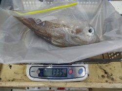 すさみ地磯 ヤエンでアオリイカ〜1970g7ハイ