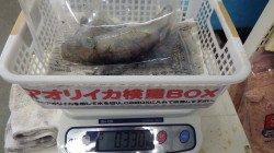 田辺天神崎 ヤエンでアオリイカ〜2,290g5ハイ