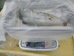 すさみ エギングでアオリイカ955～1270g