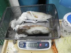 すさみ　エギングでアオリイカ450ｇ・66…