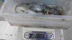 すさみの堤防 エギングでアオリイカ4ハイで合計約4kg