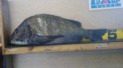 森の鼻で48cmの良型チヌ、フカセ釣りの釣果です