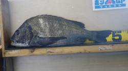 森の鼻で48cmの良型チヌ、フカセ釣りの釣…