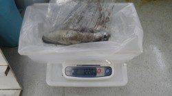 エギングでアオリ、キロオーバーです！ in 和深港