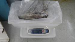 エギングでアオリ、キロオーバーです！ in…