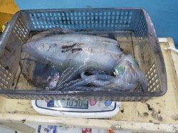 串本町田子駅周辺地磯でヤエン釣り、アオリの釣果