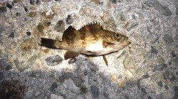 本荘人工島で胴突き【いい陽気の釣り日和でした】