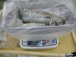 すさみ エギングでアオリイカ955～1270g